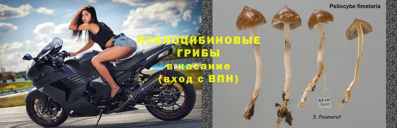 Галлюциногенные грибы Psilocybe Беломорск